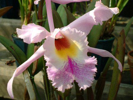 �J�g���A(Cattleya)