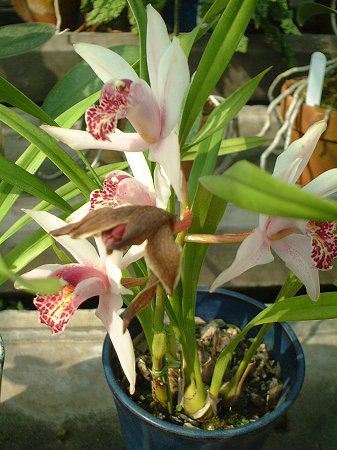 �J�g���A(Cattleya)