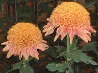 11���̉�#2(2001�N)