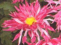 11���̉�#2(2001�N)