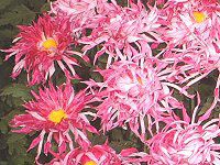 11���̉�#2(2001�N)