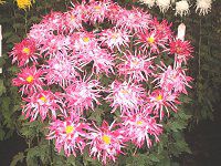 11���̉�#2(2001�N)