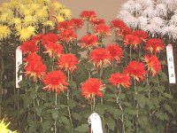 11���̉�#2(2001�N)