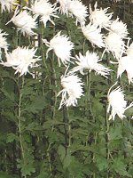 11���̉�#2(2001�N)