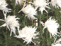 11���̉�#2(2001�N)