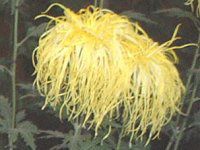 11���̉�#2(2001�N)