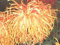 11���̉�#2(2001�N)