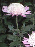 11���̉�#2(2001�N)