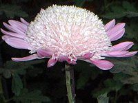 11���̉�#2(2001�N)