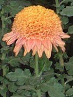 11���̉�#2(2001�N)