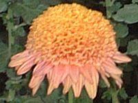 11���̉�#2(2001�N)