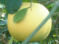 �q���E�K�i�c�i�����āj