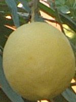 Lemon ponderosa