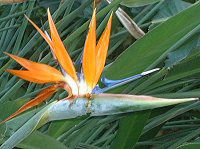 �X�g�����`�A�E���M�i�G�iStrelitzia reginae�j