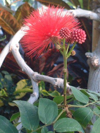 ���b�h �p�E�_�[�p�t(Red Powederpuff)