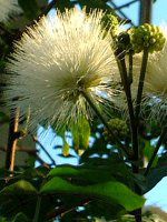 �z���C�g�E�p�E�_�[�p�t�iWhite Powederpuff�j
