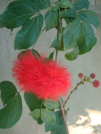 ���b�h �p�E�_�[�p�t(Red Powederpuff)