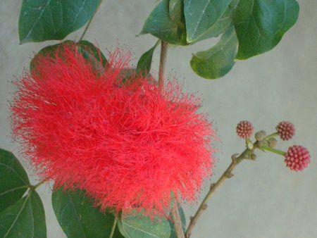 ���b�h �p�E�_�[�p�t(Red Powederpuff)