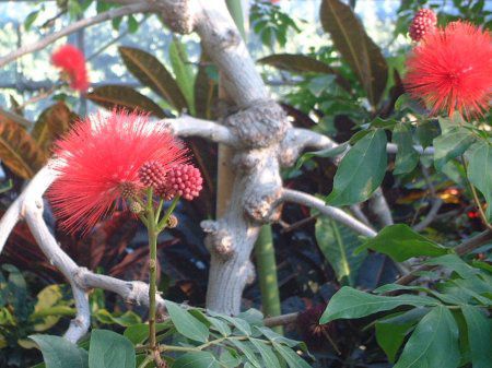 ���b�h �p�E�_�[�p�t(Red Powederpuff)