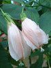 �^�[�N�X�L���b�v(Turk's cap)