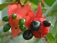 �~�b�L�[�}�E�X�m�L(Mickymouse Tree)