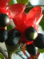 �~�b�L�[�}�E�X�m�L(Mickymouse Tree)