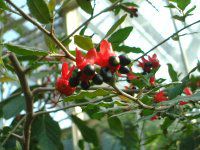 �~�b�L�[�}�E�X�m�L(Mickymouse Tree)