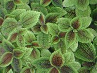 �s���A '���[���E�o���['(Pilea Moon Valley)