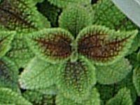 �s���A'���[���E�o���['�iPilea Moon Valley�j