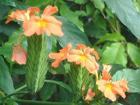 �N���T���h��(Crossandra)