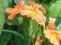 �N���T���h��(Crossandra)