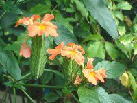 �N���T���h��(Crossandra)