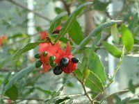�~�b�L�[�}�E�X�m�L(Mickymouse Tree)