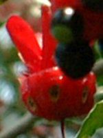 �~�b�L�[�}�E�X�m�L(Mickymouse Tree)