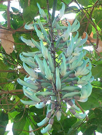 �q�X�C�J�Y���i�Ő����j