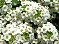 �X�C�[�g�A���b�T��(Sweet Alyssum)