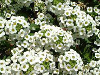 �A���b�T��(Alyssum)