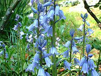 �V���[�E�J���p�j�����^(Scilla campanulata)