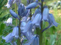 �V���[�E�J���p�j�����^(Scilla campanulata)