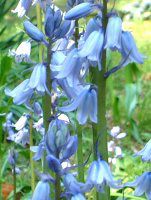 �V���[�E�J���p�j�����^(Scilla campanulata)