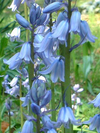�V���[�E�J���p�j�����^(Scilla campanulata)