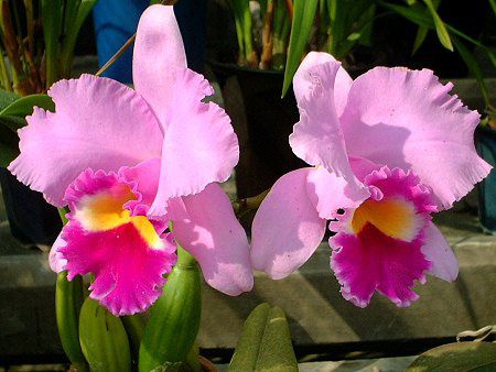 �J�g���A(Cattleya)