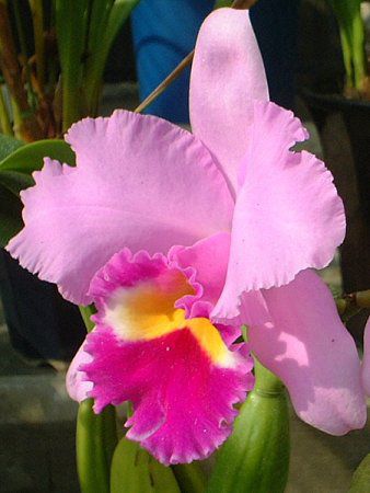 �J�g���A(Cattleya)