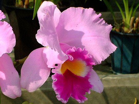 �J�g���A(Cattleya)