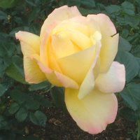 11���̉�#2(2001�N)