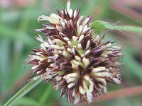 �X�Y���m�����i���̑��j