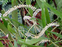 �f���h���L����(Dendrochilum)