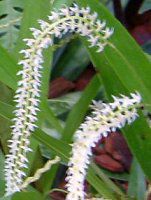 �f���h���L����(Dendrochilum)