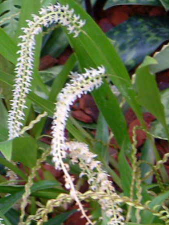 �f���h���L����