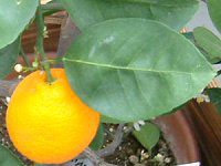 �P���W(Keraji)